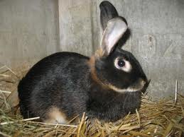 Lapin chèvre